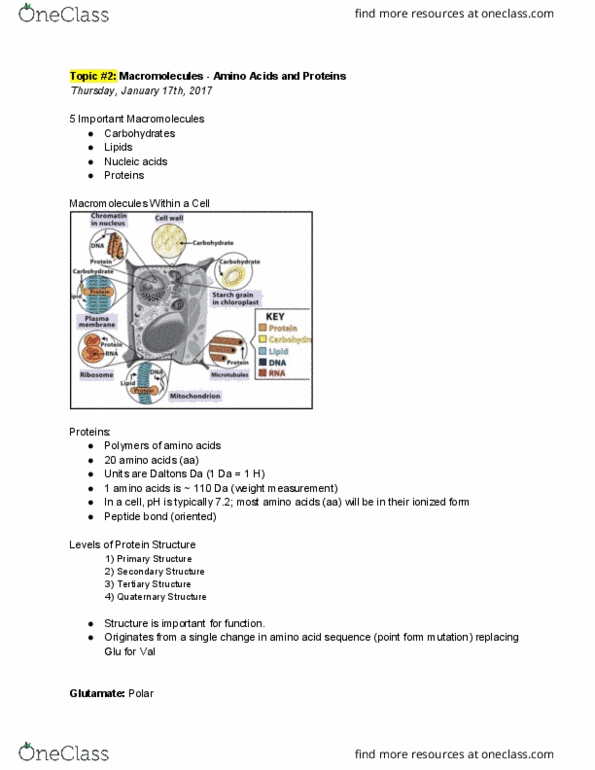 BIO 1140 Lecture Notes - Lecture 2: Peptide Bond, Cell Nucleus, Collagen thumbnail