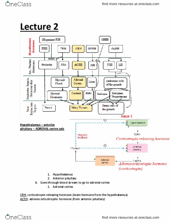 BIOM 3200 Lecture Notes - Lecture 2: Corticotropin-Releasing Hormone, Anterior Pituitary, Paraventricular Nucleus Of Hypothalamus thumbnail