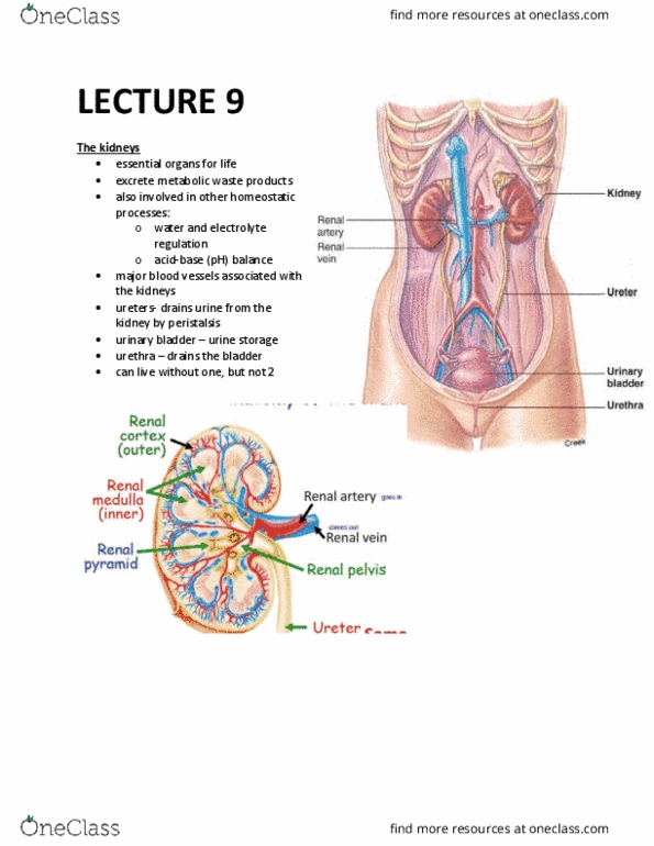 BIOM 3200 Lecture Notes - Lecture 9: Distal Convoluted Tubule, Renal Corpuscle, Renal Pelvis thumbnail