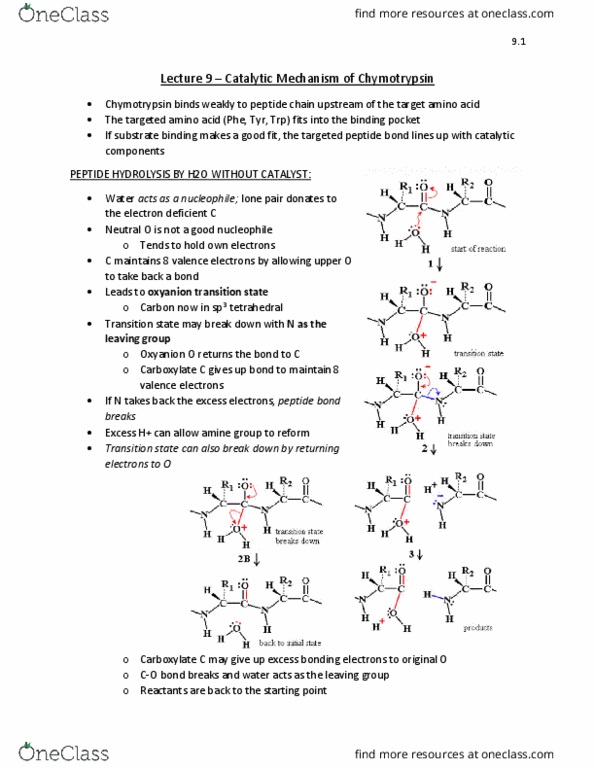 BIOC 2580 Lecture Notes - Lecture 9: Oxyanion, Chymotrypsin, Leaving Group thumbnail