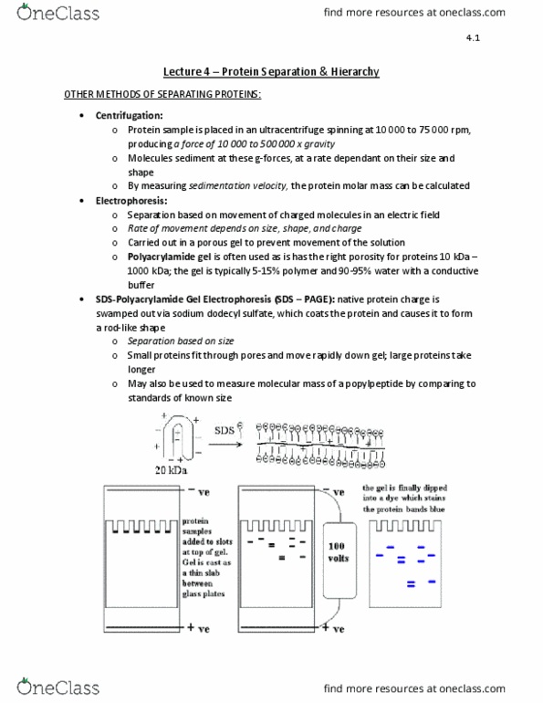 BIOC 2580 Lecture Notes - Lecture 4: Sodium Dodecyl Sulfate, Polyacrylamide Gel Electrophoresis, Ultracentrifuge thumbnail