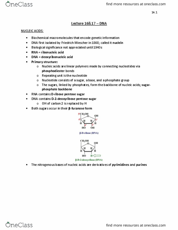 BIOC 2580 Lecture Notes - Lecture 16: Friedrich Miescher, Furanose, Heterocyclic Compound thumbnail