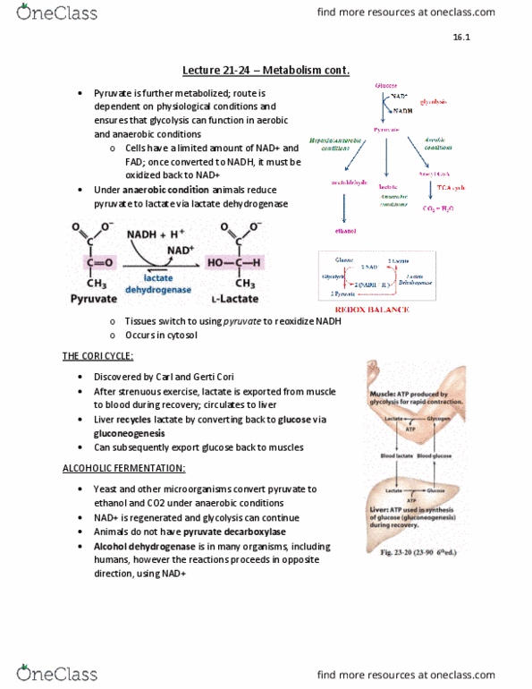 BIOC 2580 Lecture Notes - Lecture 21: Gerty Cori, Pyruvate Dehydrogenase, Lactate Dehydrogenase thumbnail