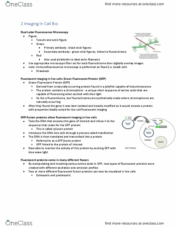 Biology 2382B Lecture Notes - Lecture 1: Fluorescence Microscope, Green Fluorescent Protein, Fluorophore thumbnail