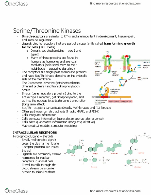 KINE 3012 Lecture Notes - Lecture 11: Transforming Growth Factor Beta, Paracrine Signalling, Nuclear Receptor thumbnail