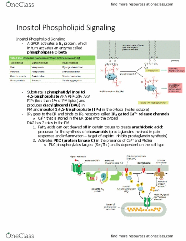 BIOL 2021 Chapter Notes - Chapter 15.3: Phosphatidylinositol, Inositol, Phospholipid thumbnail