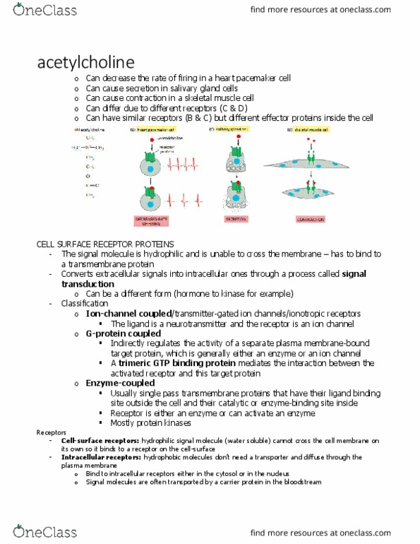 BIOL 2021 Chapter Notes - Chapter 15.10: Transmembrane Protein, Salivary Gland, Artificial Cardiac Pacemaker thumbnail