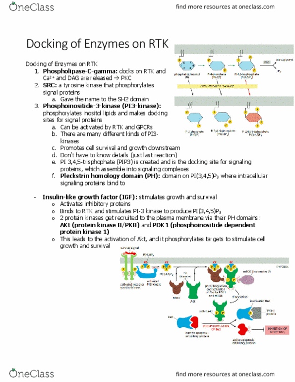 BIOL 2021 Chapter Notes - Chapter 15.7: Pleckstrin Homology Domain, Phosphoinositide 3-Kinase, Sh2 Domain thumbnail