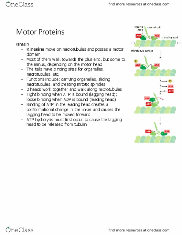 BIOL 2021 Chapter Notes - Chapter 16.2: Atp Hydrolysis, Dynein, Microtubule thumbnail