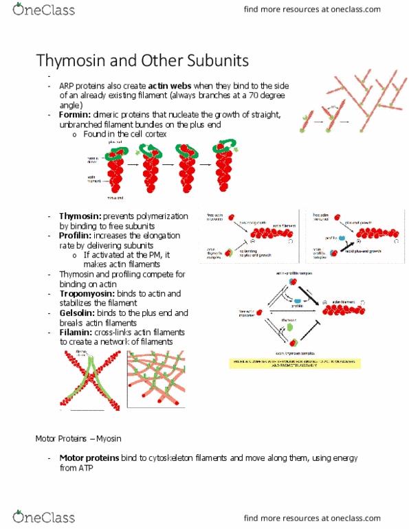 BIOL 2021 Chapter Notes - Chapter 16.7: Filamin, Motor Protein, Cell Cortex thumbnail