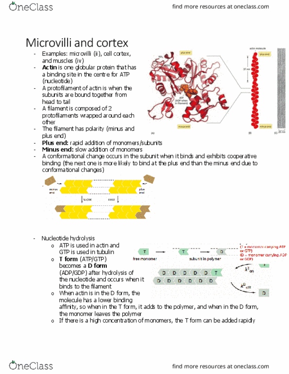 BIOL 2021 Chapter Notes - Chapter 16.8: Globular Protein, Cell Cortex, Cooperative Binding thumbnail