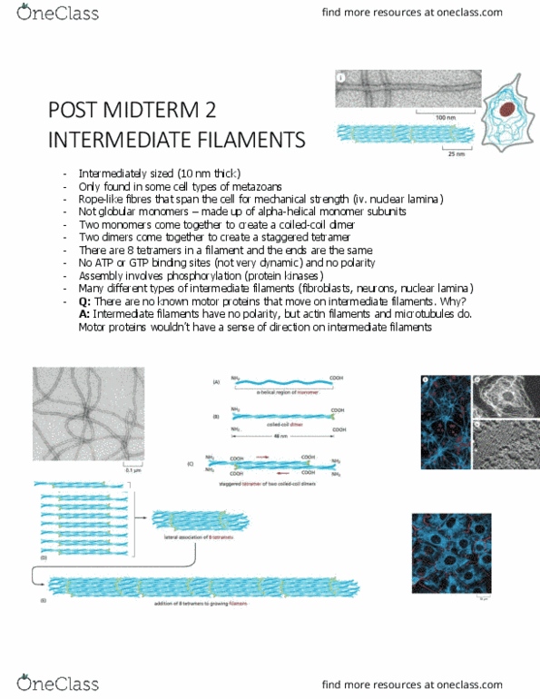 BIOL 2021 Chapter Notes - Chapter 16.1: Intermediate Filament, Nuclear Lamina, Motor Protein thumbnail