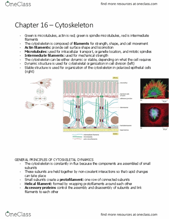 BIOL 2021 Chapter Notes - Chapter 16.9: Intermediate Filament, Cytoskeleton, Microtubule thumbnail