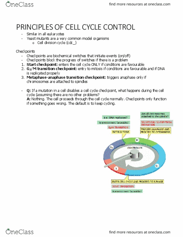 BIOL 2021 Chapter Notes - Chapter 17.7: Cell Cycle Checkpoint, Mitosis, Cell Division thumbnail