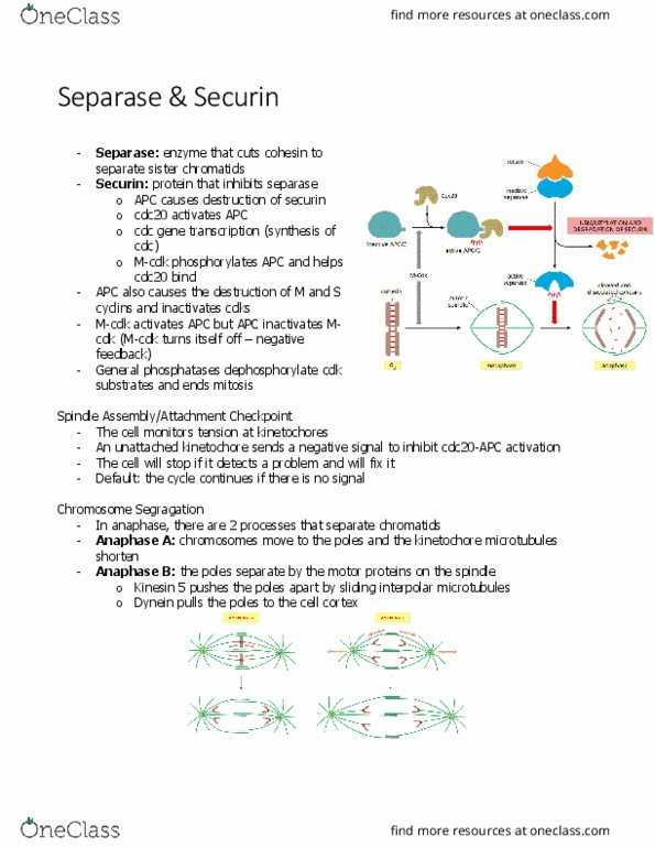 BIOL 2021 Chapter 17.3: Separase and Securin thumbnail