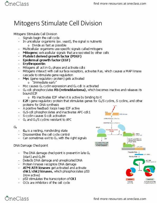 BIOL 2021 Chapter Notes - Chapter 17.1: E2F, Cell Division, P53 thumbnail