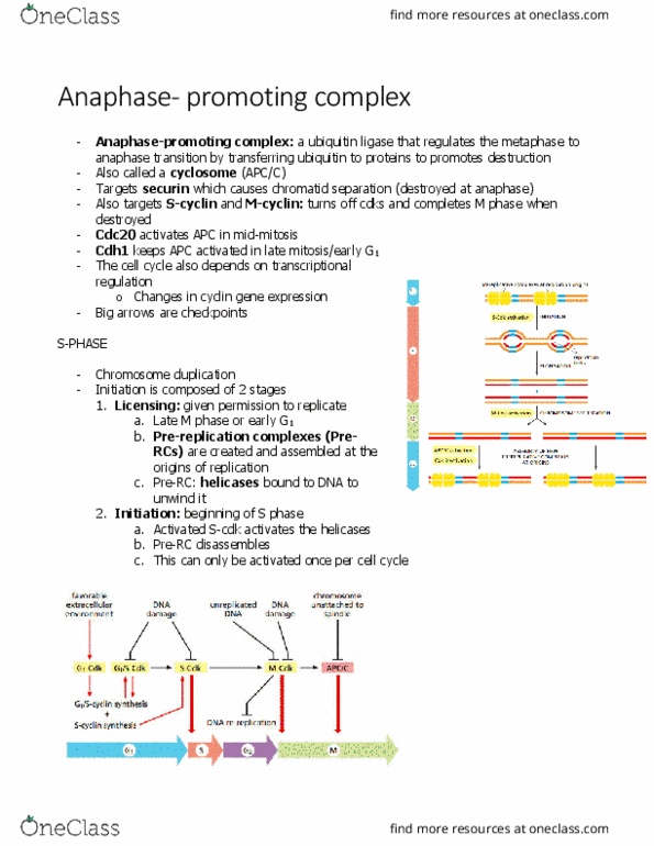 BIOL 2021 Chapter Notes - Chapter 17.6: Origin Recognition Complex, Ubiquitin Ligase, Dna Replication Factor Cdt1 thumbnail