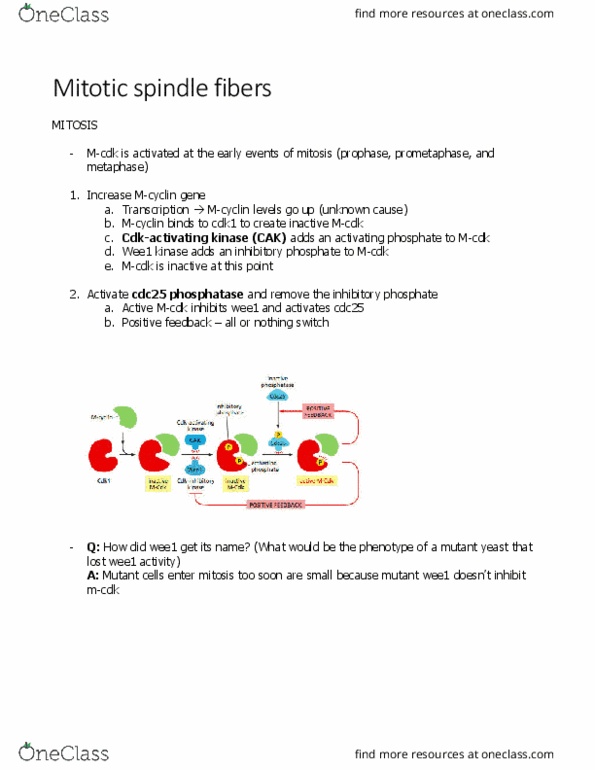 BIOL 2021 Chapter Notes - Chapter 17.5: Spindle Apparatus, Cdc25, Wee1 thumbnail