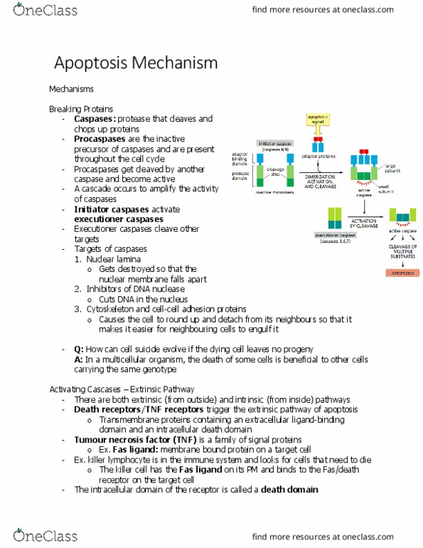 BIOL 2021 Chapter Notes - Chapter 18.3: Fas Ligand, Fas Receptor, Death Domain thumbnail