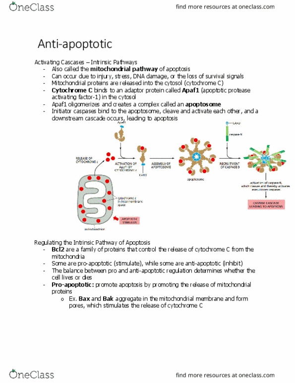 BIOL 2021 Chapter Notes - Chapter 18.2: Apaf1, Apoptosis, Cytochrome C thumbnail
