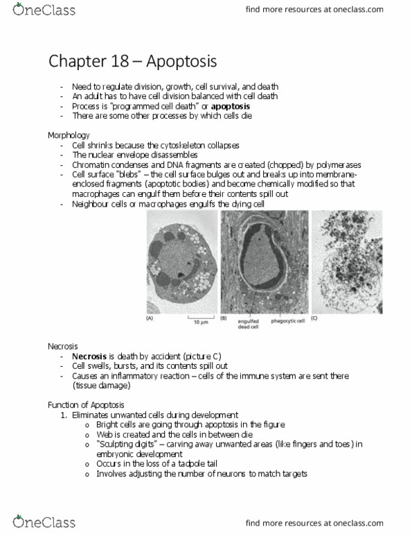 BIOL 2021 Chapter Notes - Chapter 18.4: Nuclear Membrane, Apoptosis, Macrophage thumbnail