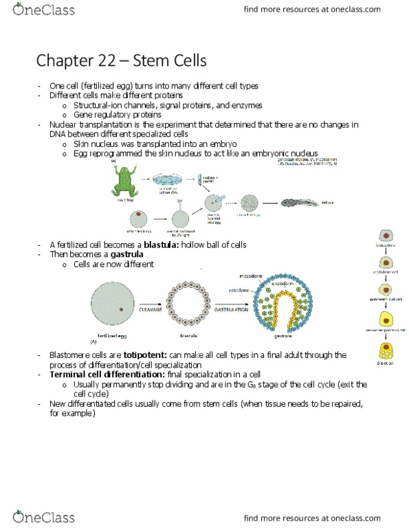 BIOL 2021 Chapter 20.4: stem cells thumbnail