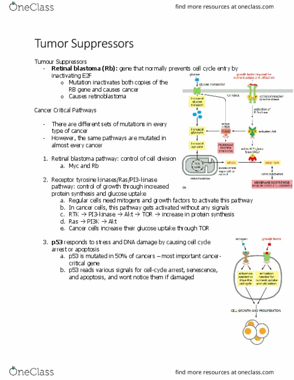 BIOL 2021 Chapter Notes - Chapter 20.6: Protein Kinase B, Clinical Pathway, P53 thumbnail