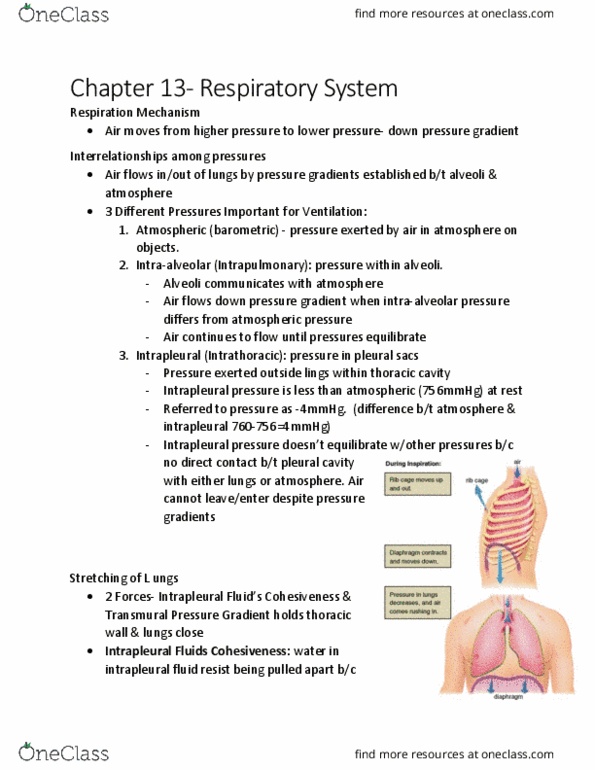 KINE 3012 Chapter Notes - Chapter 13.1: Intrapleural Pressure, Thoracic Wall, Atmospheric Pressure thumbnail
