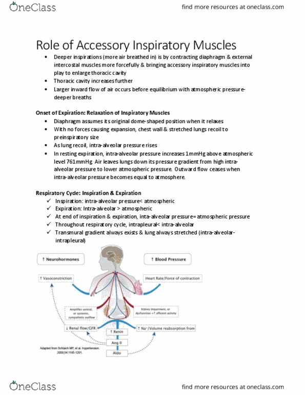 KINE 3012 Chapter Notes - Chapter 13.3: External Intercostal Muscles, Intrapleural Pressure, Thoracic Cavity thumbnail
