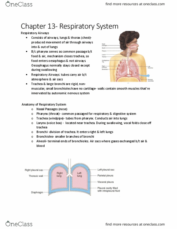 KINE 3012 Chapter Notes - Chapter 13.9: Air Sacs, Autonomic Nervous System, Esophagus thumbnail