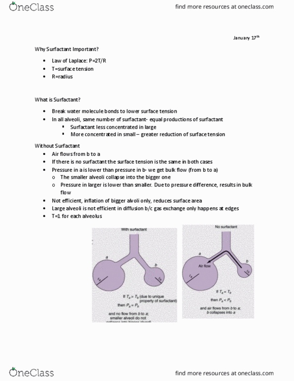 KINE 3012 Lecture Notes - Lecture 7: Airway Resistance, Surface Tension, Trachea thumbnail