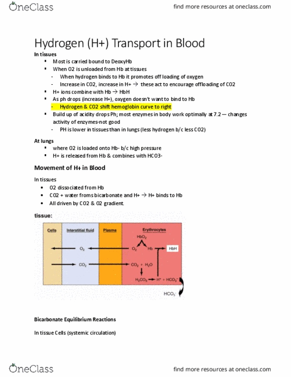 KINE 3012 Lecture Notes - Lecture 9: Circulatory System, Hemoglobin, Hyperventilation thumbnail