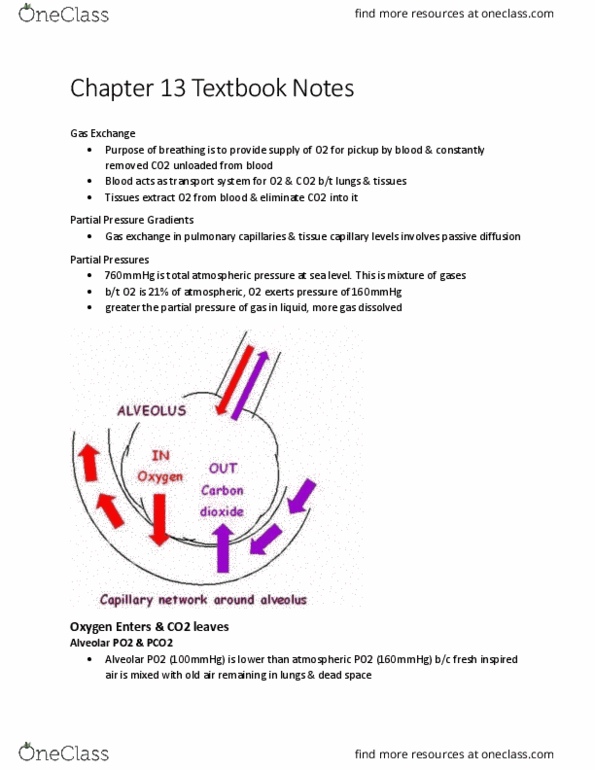 KINE 3012 Lecture Notes - Lecture 11: Pulmonary Artery, Gas Exchange, Venous Blood thumbnail