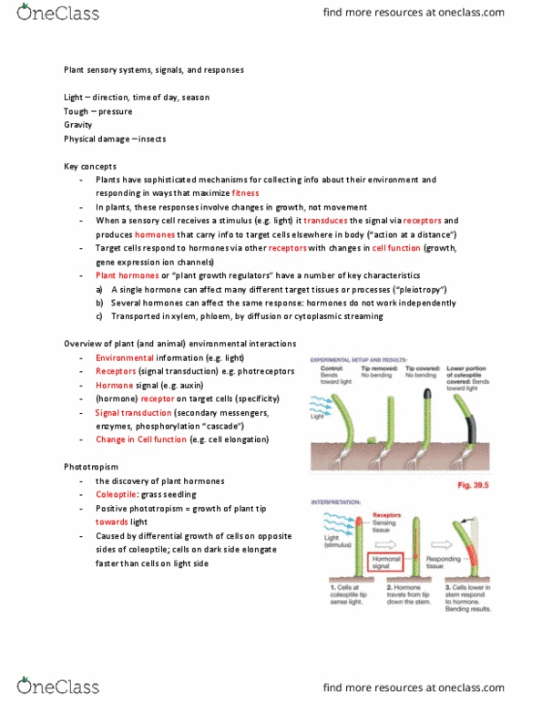 BISC 101 Lecture Notes - Lecture 12: Plant Hormone, Phototropism, Coleoptile thumbnail