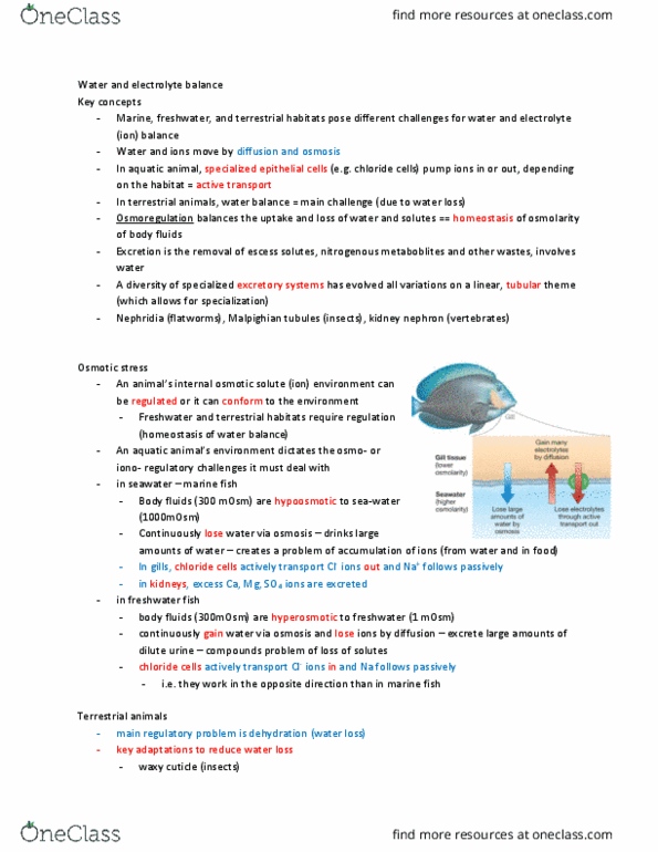 BISC 101 Lecture Notes - Lecture 15: Malpighian Tubule System, Aquatic Animal, Nephridium thumbnail