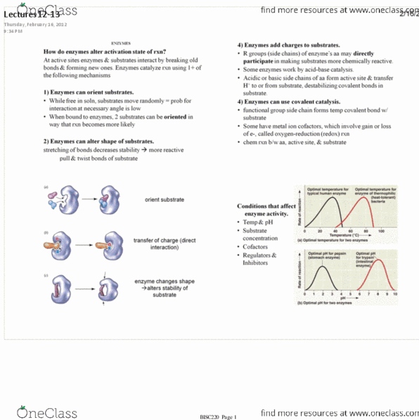 BISC 220Lg Lecture : Lectures_12-13.pdf thumbnail