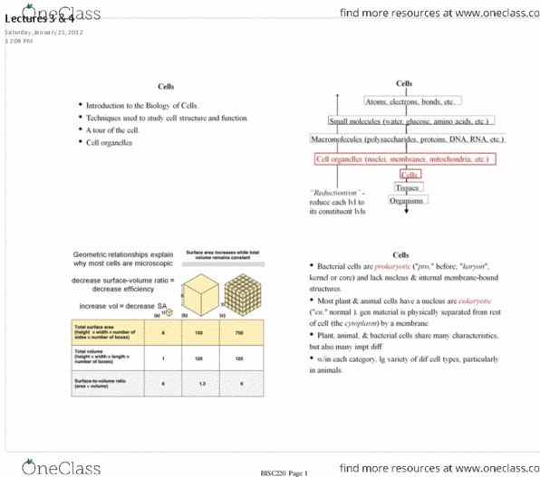 BISC 220Lg Lecture : Lectures_3_&_4.pdf thumbnail