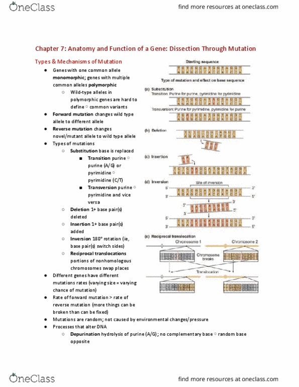 CAS BI 206 Chapter Notes - Chapter 7: Dna Repair, Dna Mismatch Repair, Dna Replication thumbnail