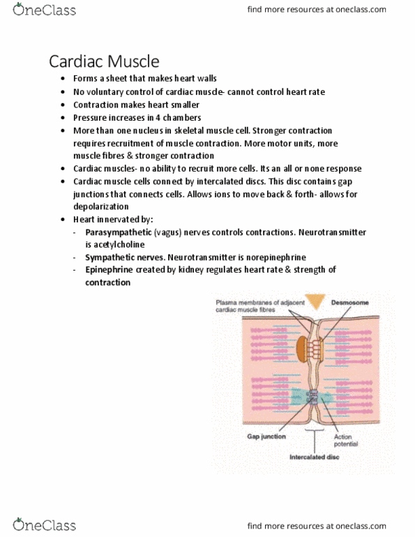 KINE 3012 Lecture Notes - Lecture 19: Sinoatrial Node, Cardiac Muscle, Sympathetic Nervous System thumbnail
