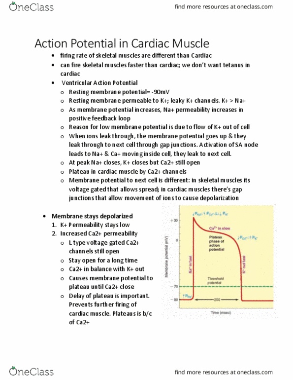 KINE 3012 Lecture Notes - Lecture 22: Cardiac Muscle, Action Potential, Membrane Potential thumbnail
