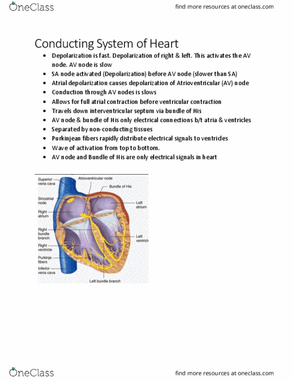 KINE 3012 Lecture Notes - Lecture 18: Interventricular Septum, Sinoatrial Node, Atrioventricular Node thumbnail