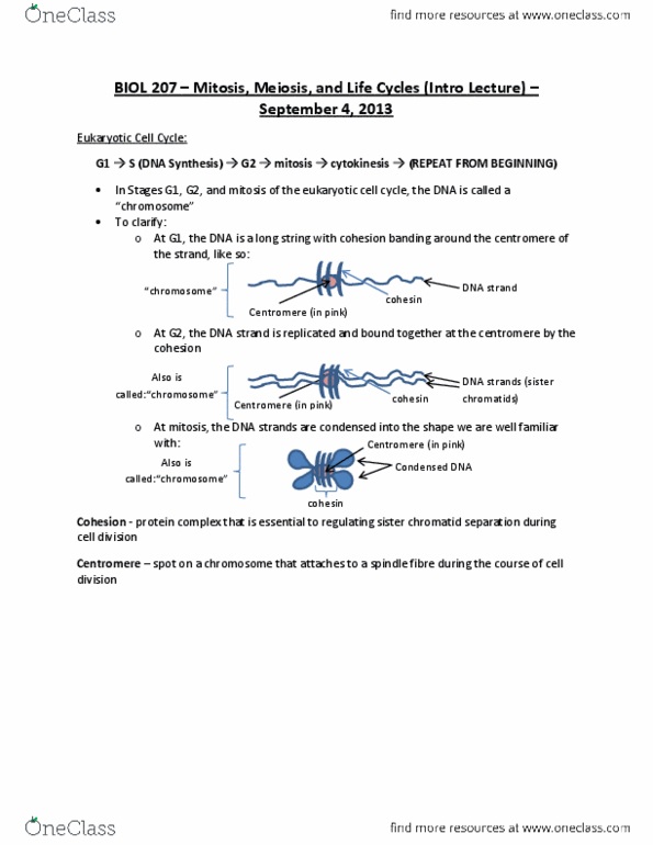 BIOL207 Lecture Notes - Chromosome, Microtubule, Cytokinesis thumbnail