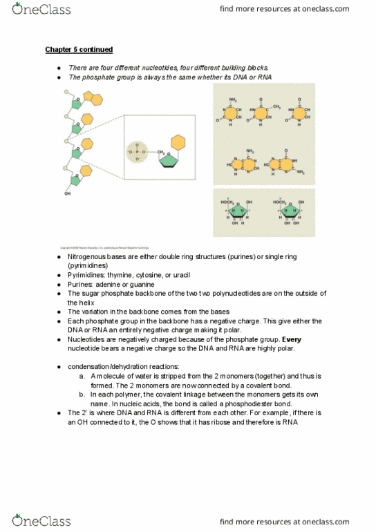 BIO 1400 Lecture Notes - Lecture 2: Phosphodiester Bond, Pyrimidine, Purine thumbnail