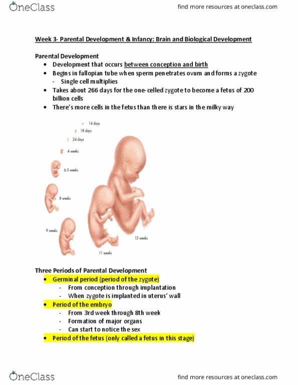 PSYC 2010U Lecture Notes - Lecture 3: Umbilical Cord, Inner Cell Mass, Amniotic Sac thumbnail