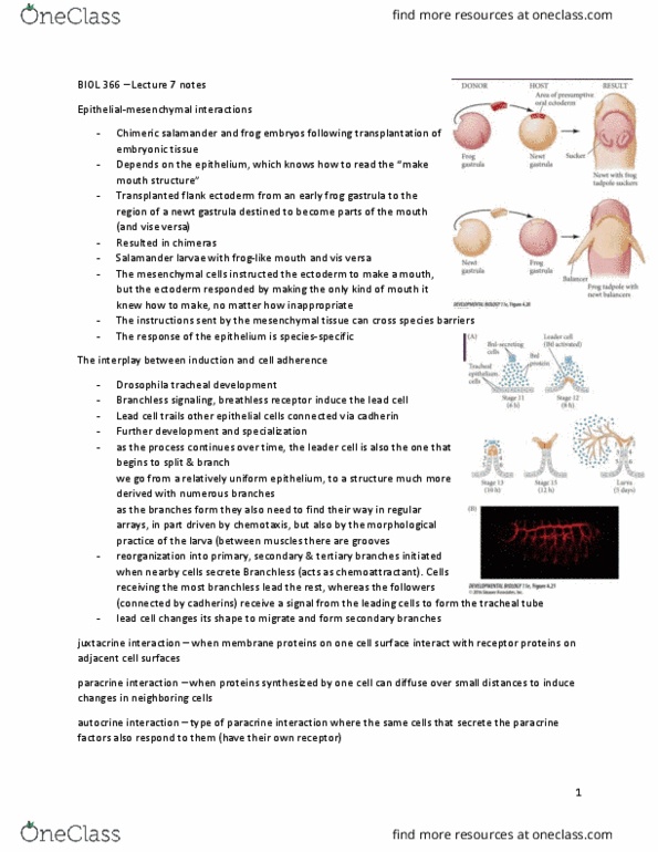 BIOL 366 Lecture Notes - Lecture 7: Paracrine Signalling, Tracheal Tube, Wnt Signaling Pathway thumbnail