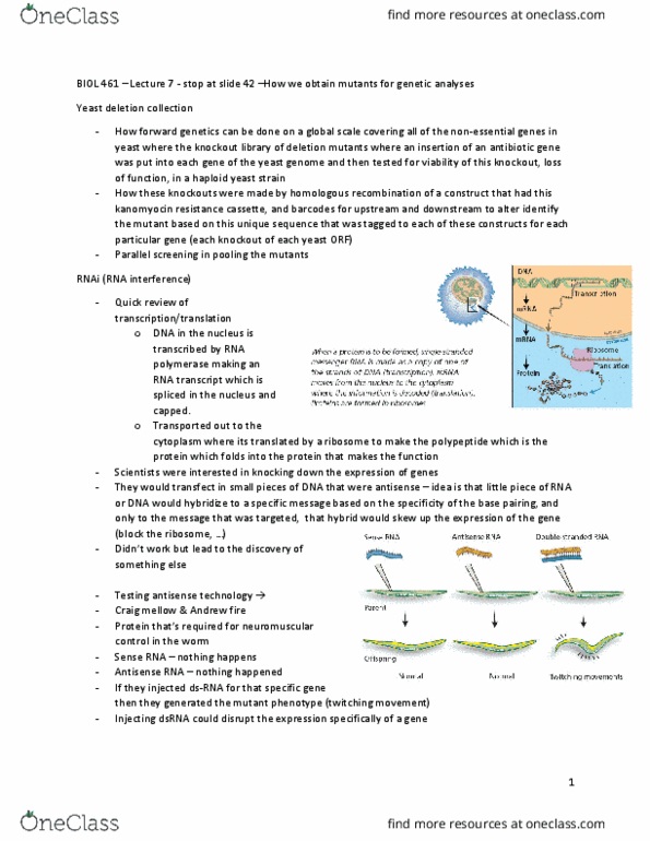 BIOL 461 Lecture Notes - Lecture 7: Antisense Rna, Dicer, Andrew Fire thumbnail