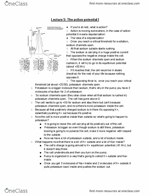 PSYC 355 Lecture Notes - Lecture 5: Axon Hillock, Axon Terminal, Resting Potential thumbnail