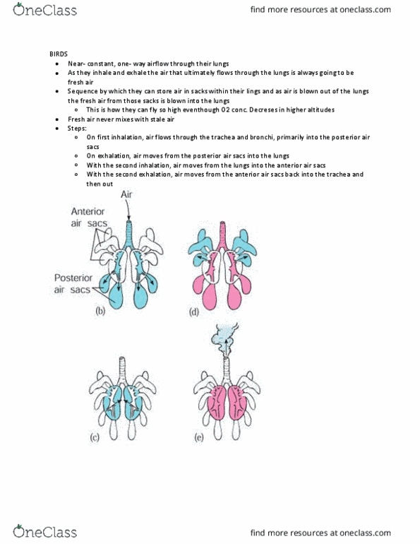 Kinesiology 2230A/B Lecture Notes - Lecture 14: Exhalation, Trachea, Bronchus thumbnail