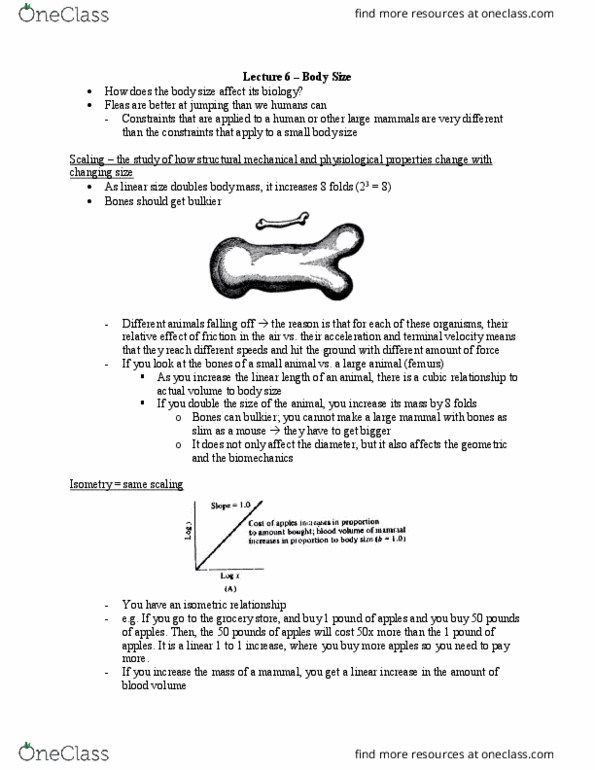 Biology 2601A/B Lecture Notes - Lecture 6: Isometry, Terminal Velocity, Allometry thumbnail
