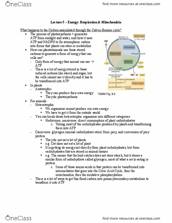 Biology 2601A/B Lecture Notes - Lecture 5: Oxidative Phosphorylation, Starch, Glycogen thumbnail